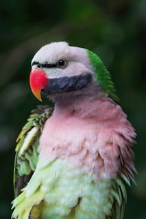 A colorful bird with a vibrant plumage, featuring shades of pink, green, and yellow, along with a distinct red beak. The bird has a prominent black stripe across its eye and a green patch on its head, with delicate feather textures that are well-defined against a blurred natural background.