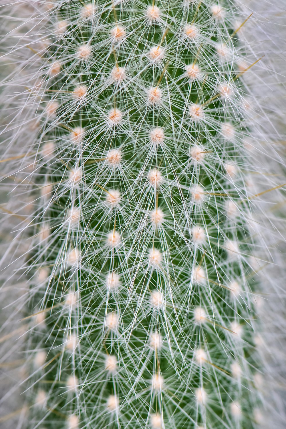 Un primo piano di una pianta di cactus verde