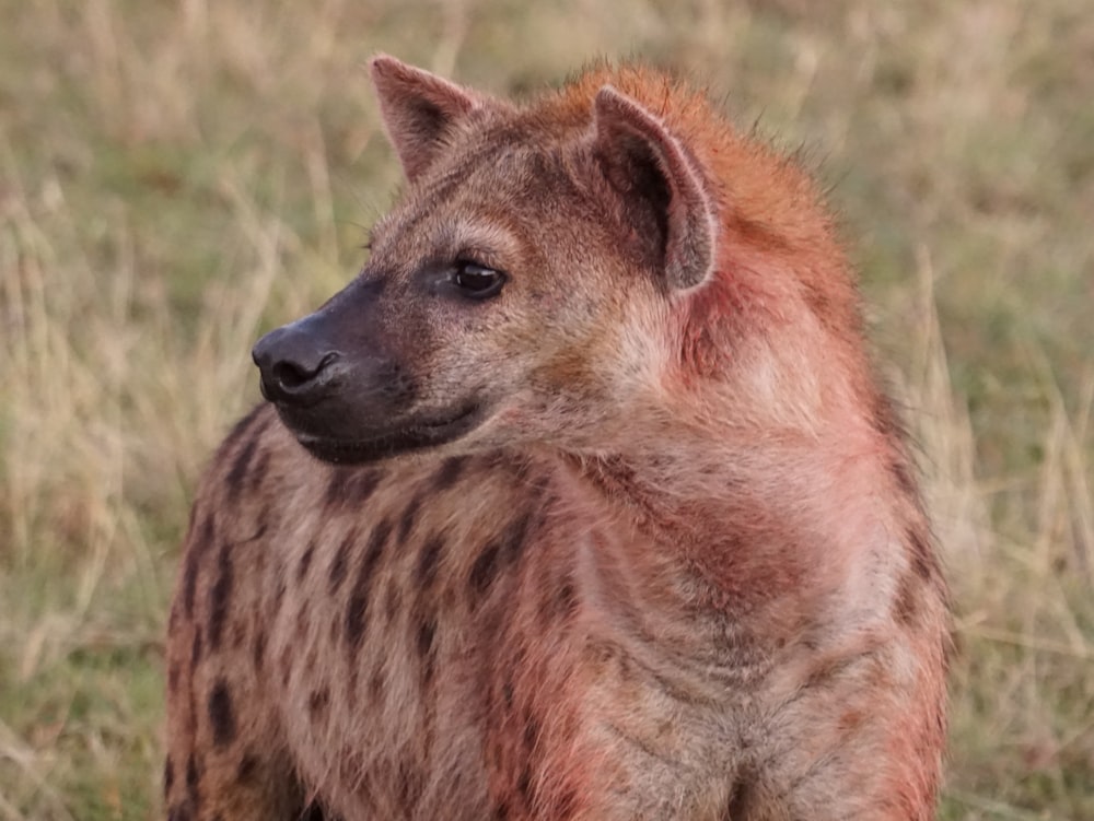 a hyena standing in a grassy field