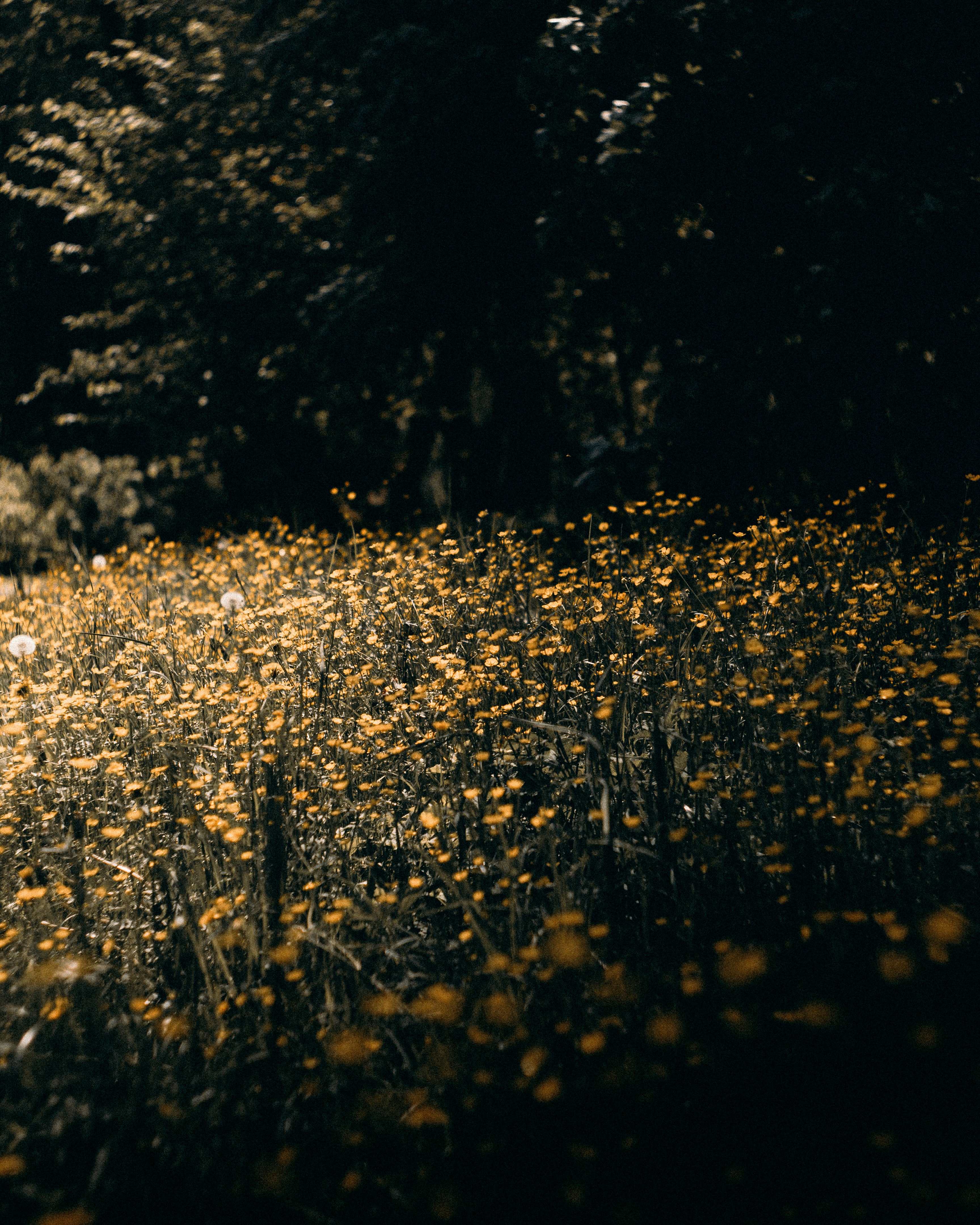 Photo by itsmaxpictures