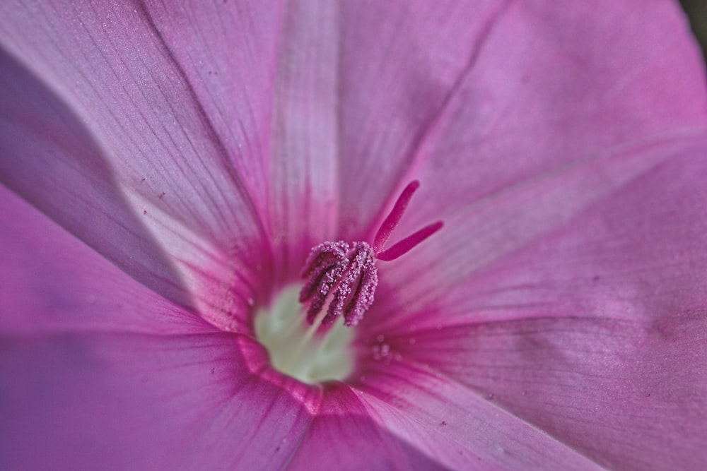 Un primer plano de una flor rosa con un centro verde