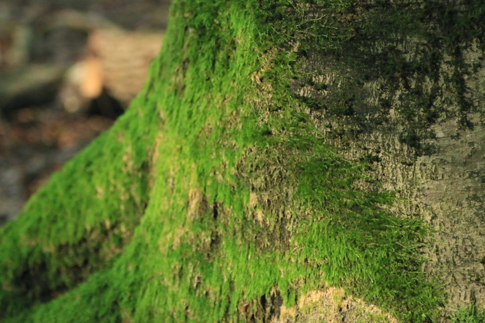 a close up of a tree with green moss growing on it