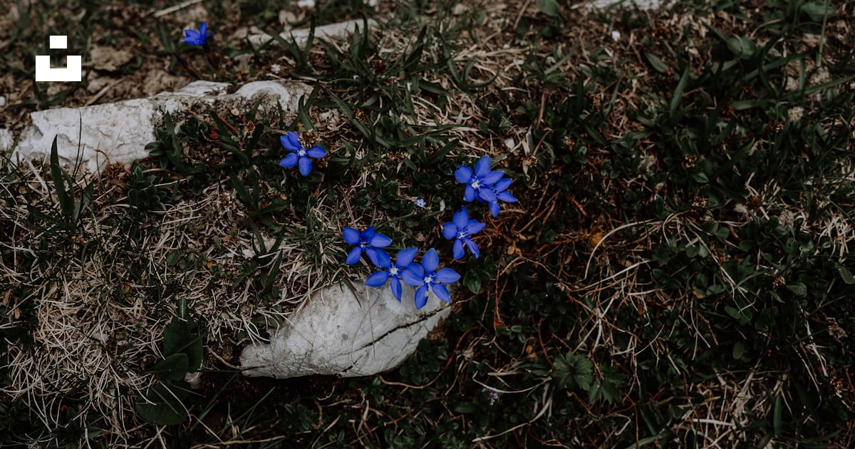 A bunch of blue flowers growing out of a rock photo Free Blue Image