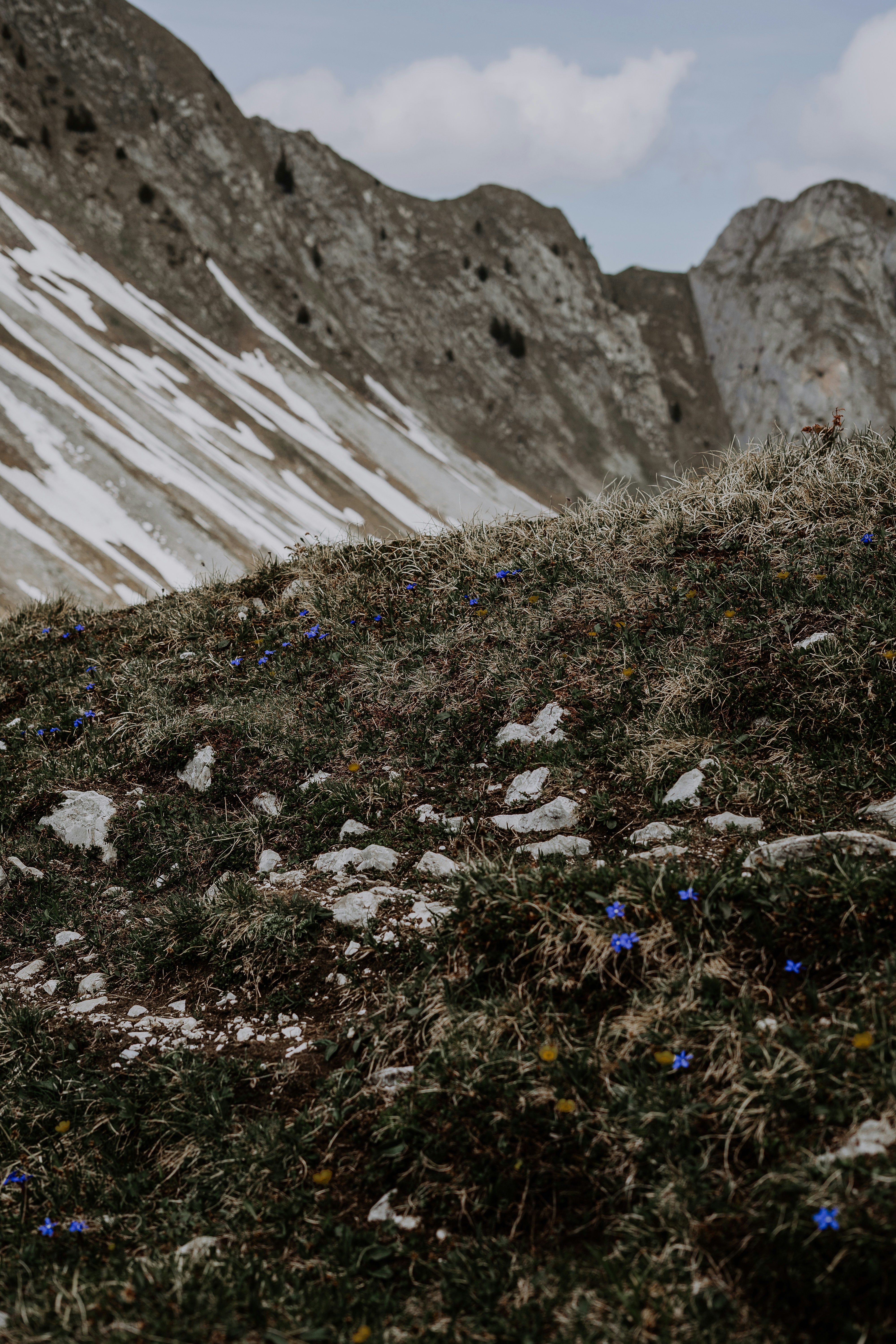 a mountain with snow on it and blue flowers on the ground