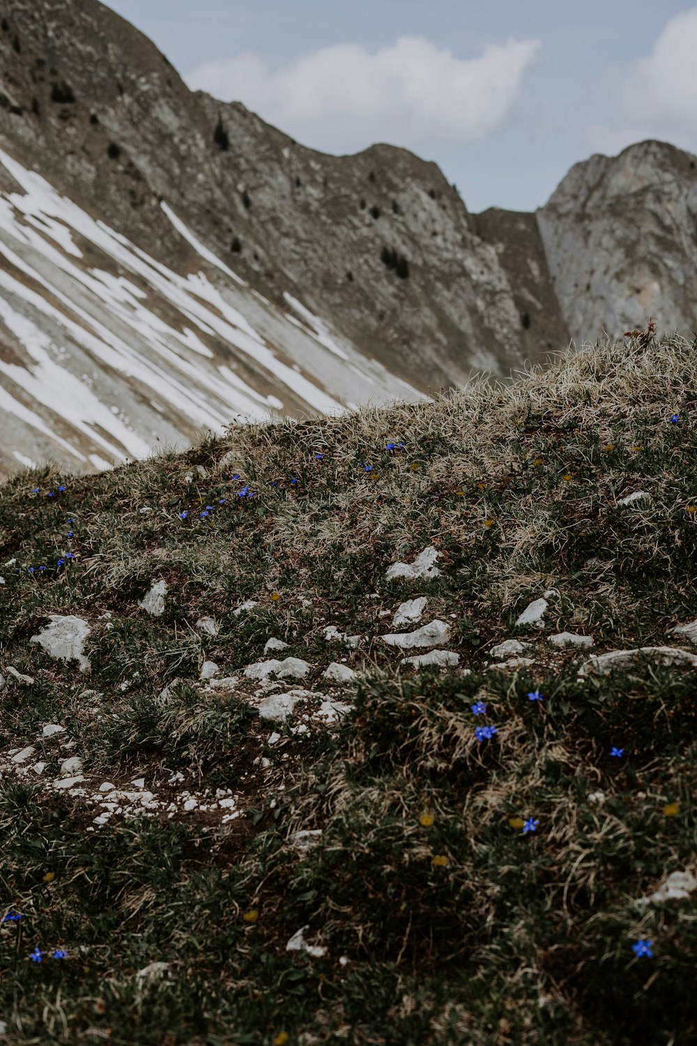 a mountain with snow on it and blue flowers on the ground