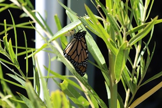 A monarch butterfly perched on a green plant with long, slender leaves. The butterfly's wings are orange with black and white markings, and it is resting in a natural setting with sunlight filtering through the foliage.
