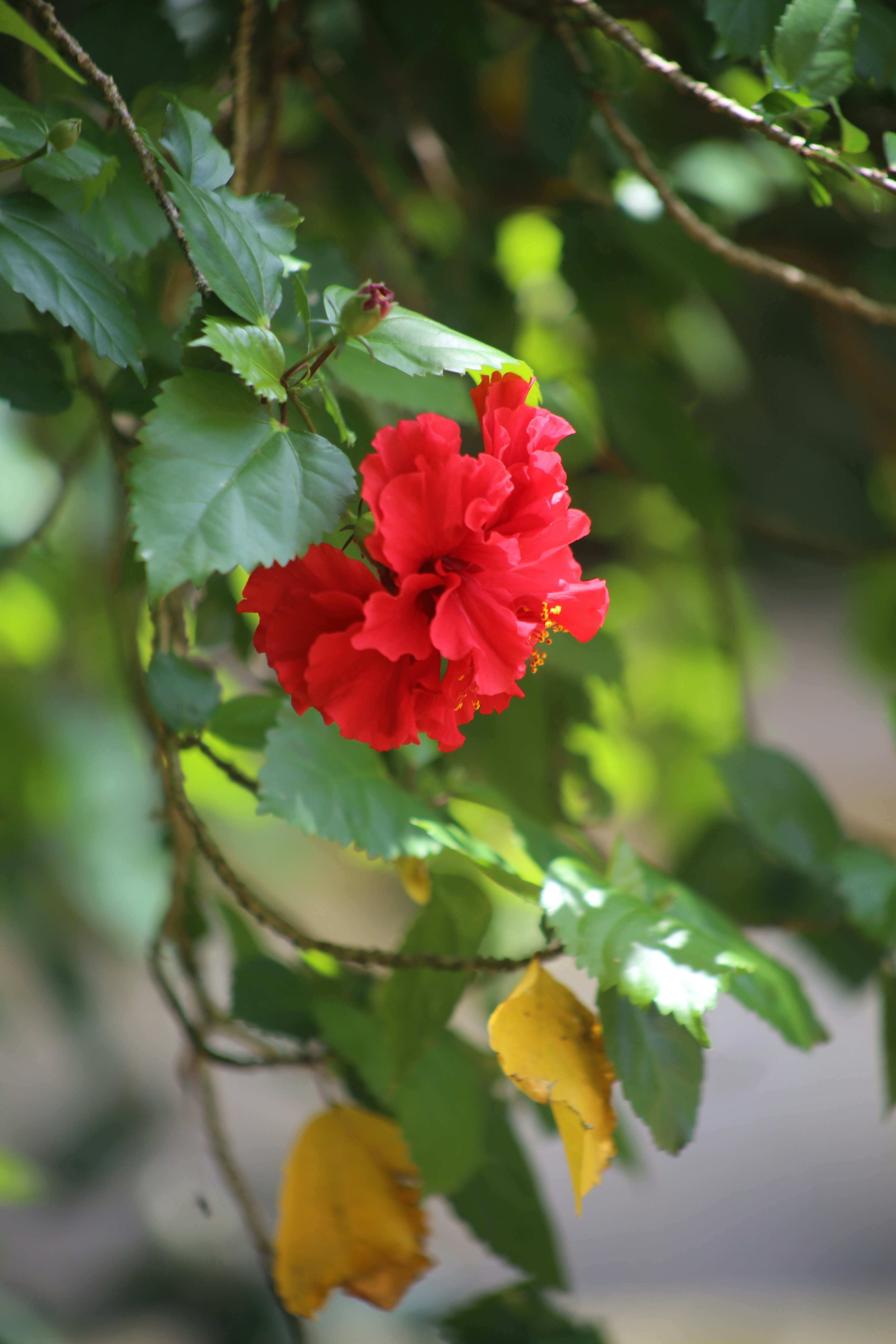a red flower that is growing on a tree