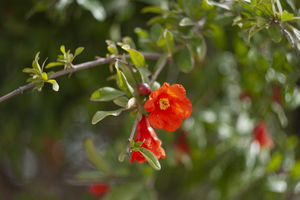 a close up of a red flower on a tree