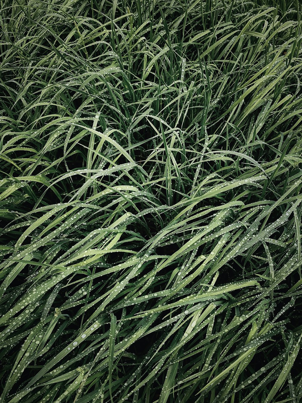 a field of grass with water droplets on it