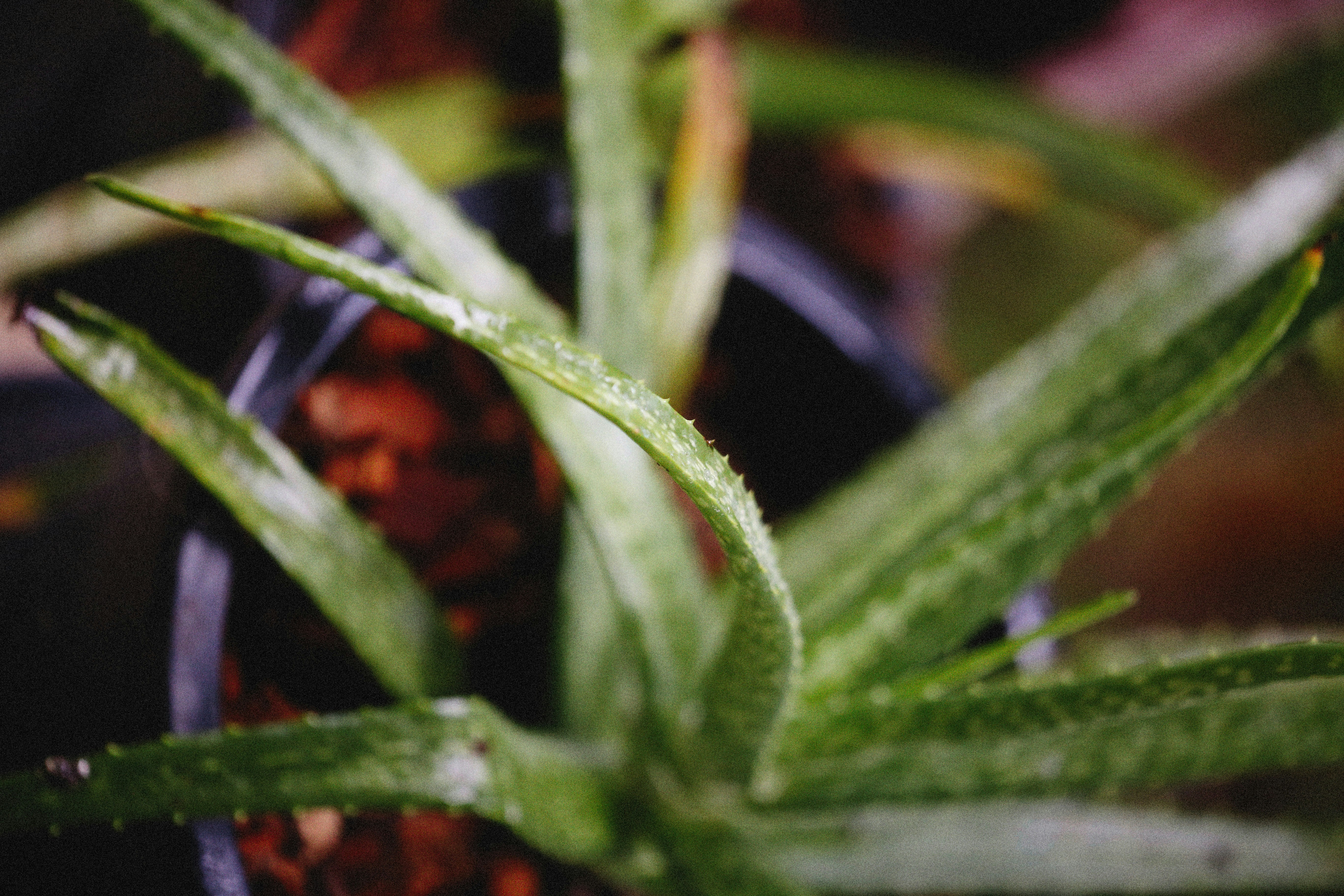 Photo by alexeydemidov