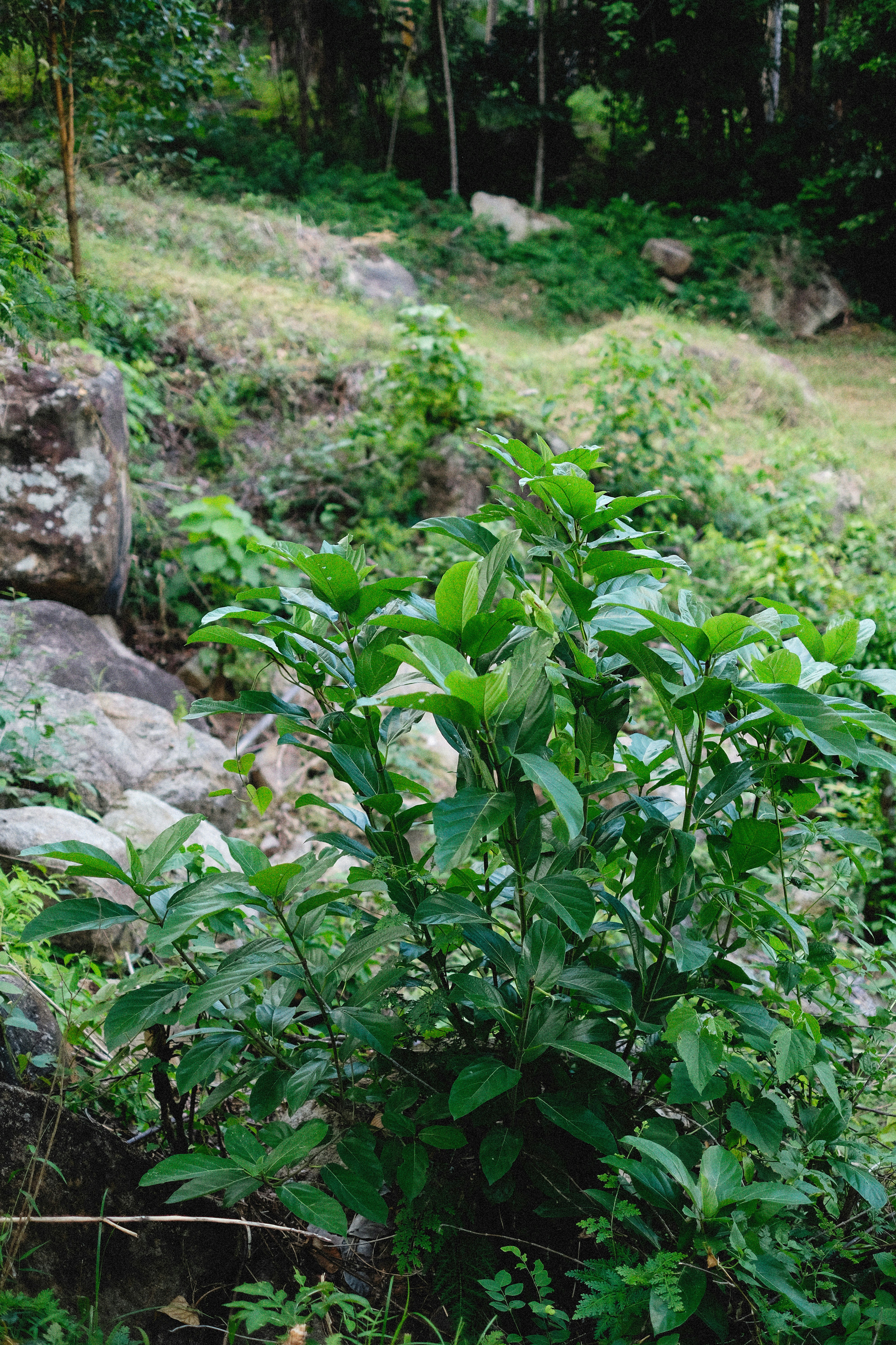 a bush with green leaves in the middle of a forest