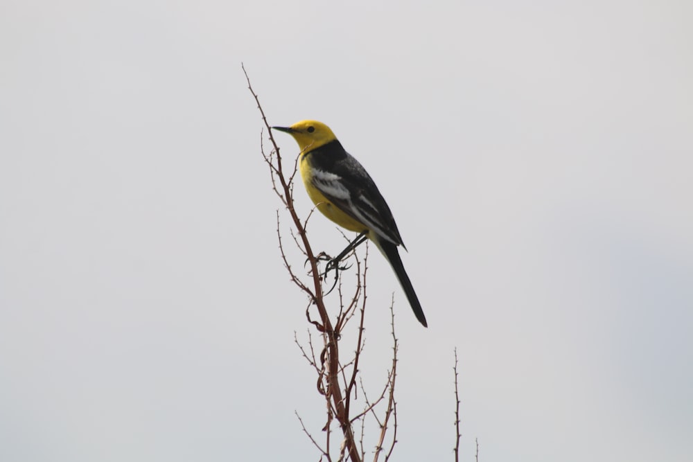 a yellow and black bird sitting on top of a tree branch