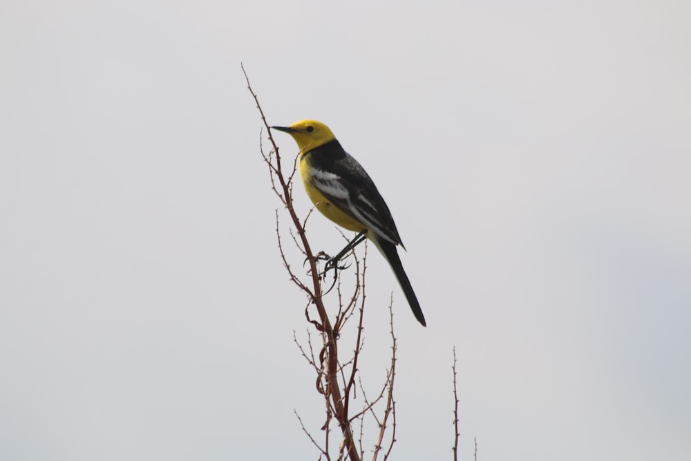 ein gelber und schwarzer Vogel, der auf einem Ast sitzt