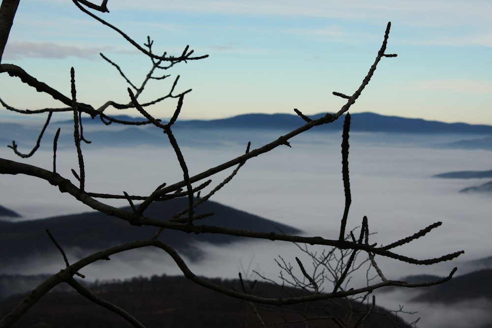 a tree branch with no leaves in front of a foggy mountain