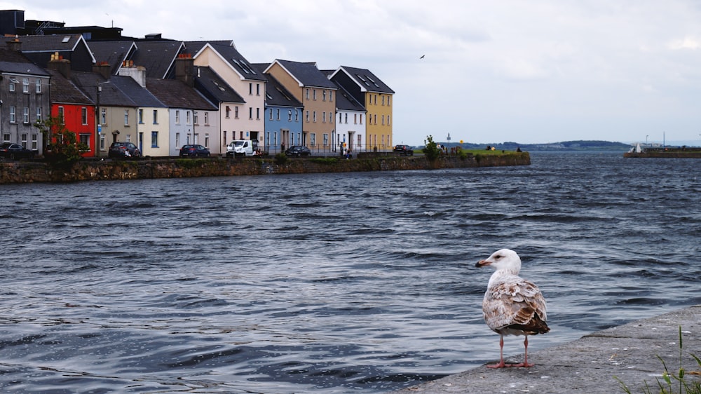 a seagull standing on the edge of a body of water