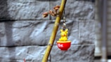 A small yellow Pikachu figurine sits inside a red cup hanging from a branch. The background features a textured, gray stone wall that is out of focus.