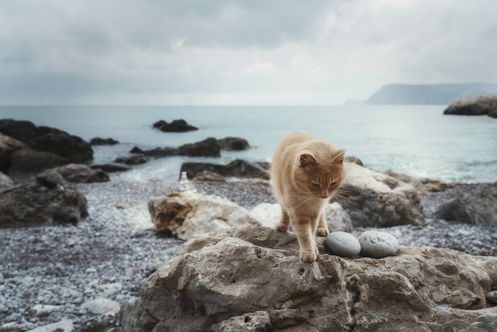 a cat standing on a rock near the ocean
