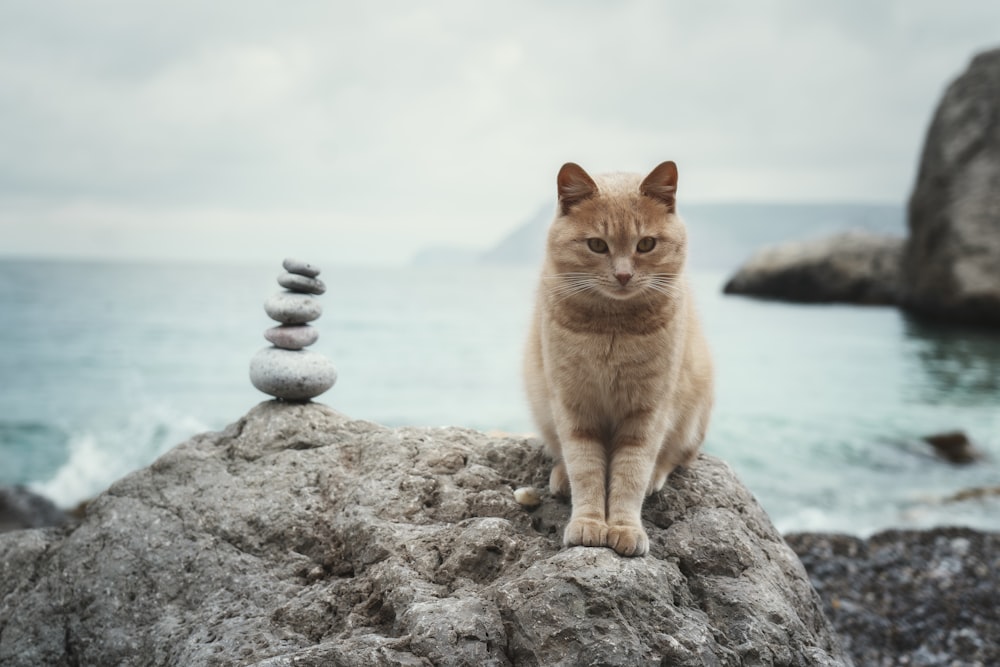 a cat sitting on top of a rock near the ocean