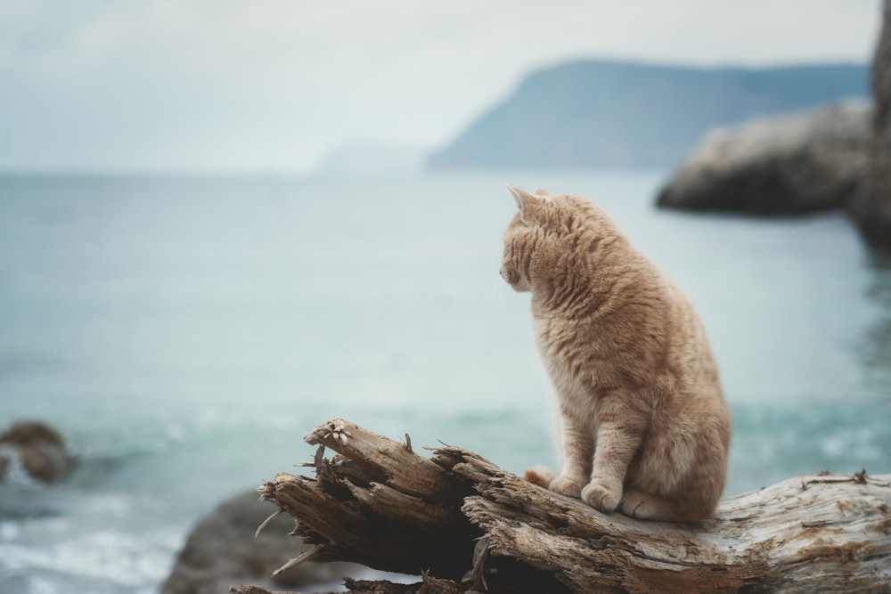 a cat sitting on top of a wooden log near the ocean