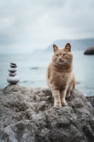 a cat sitting on top of a rock near the ocean