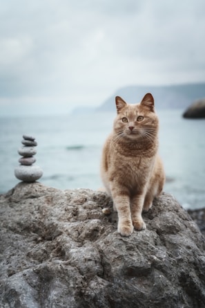 a cat sitting on top of a rock near the ocean