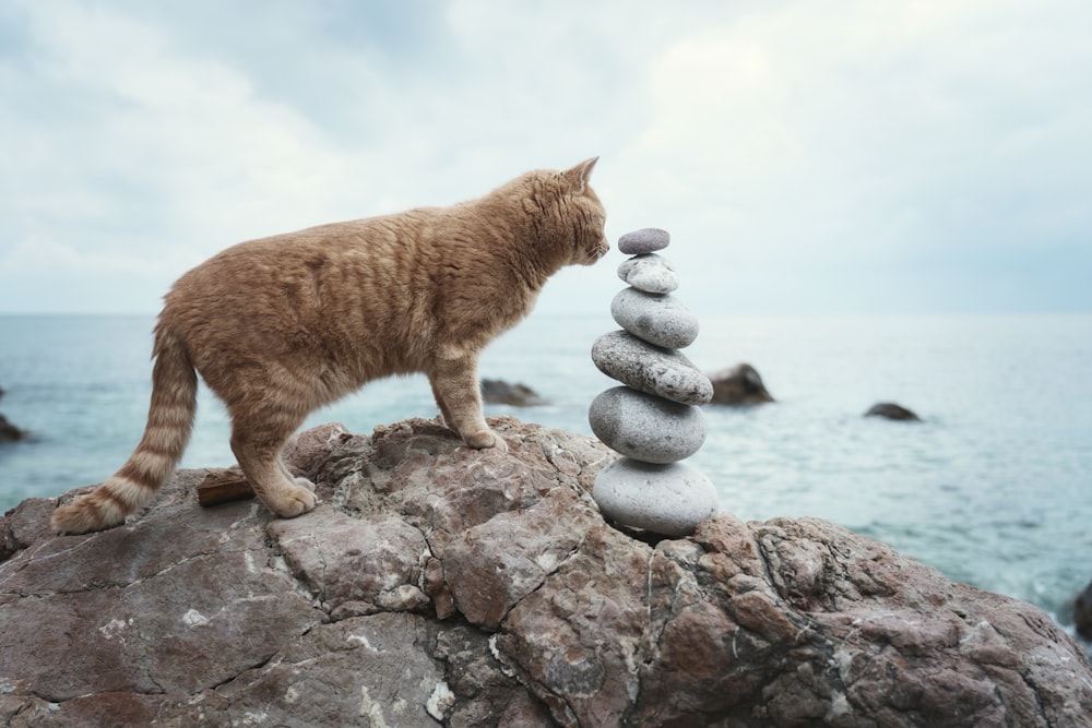 a cat standing on top of a pile of rocks