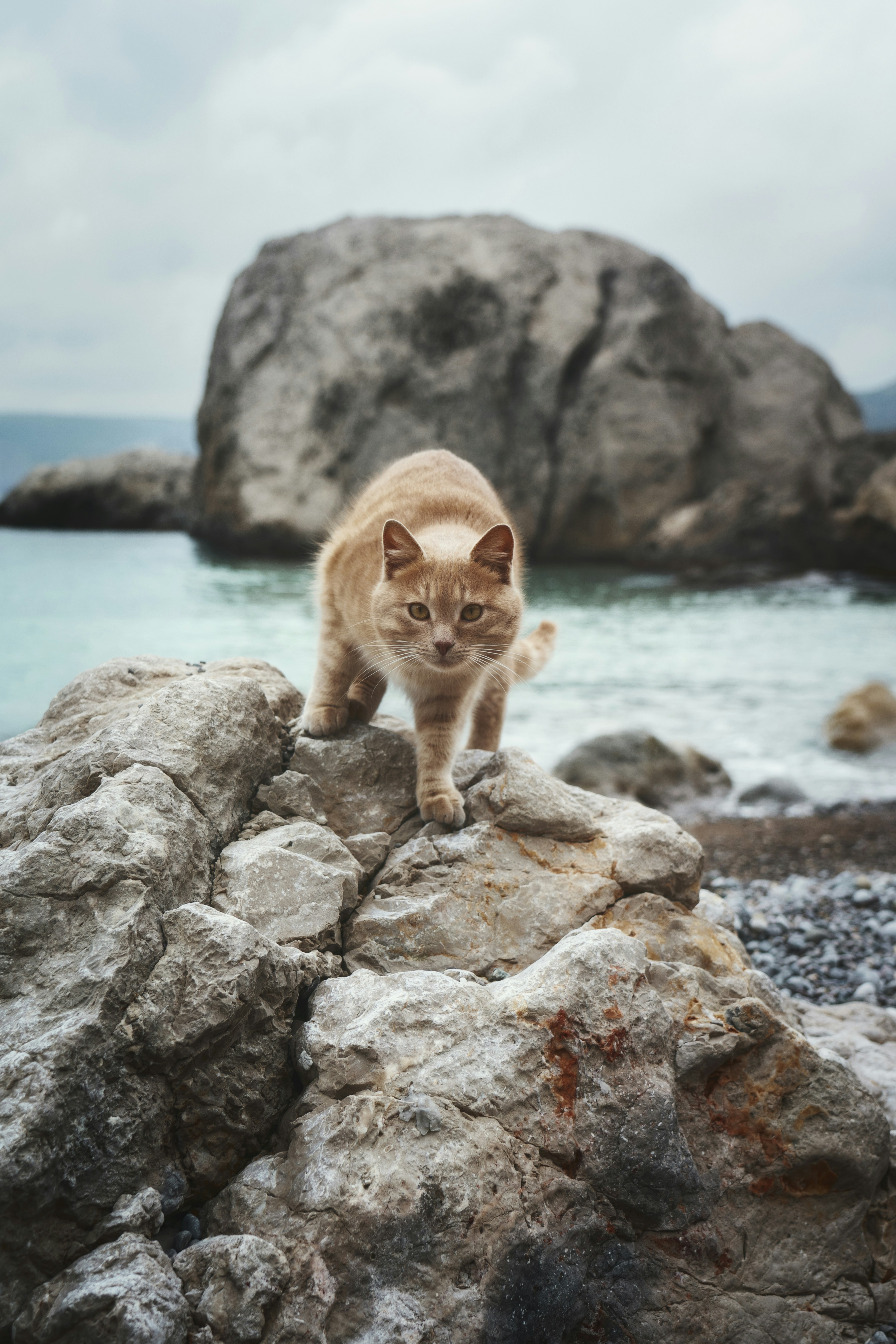Why Islands Breed Oddballs: The Power of Isolation (image credits: unsplash)
