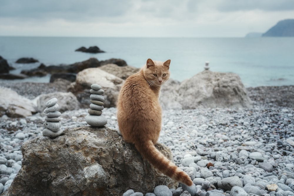 a cat sitting on top of a pile of rocks