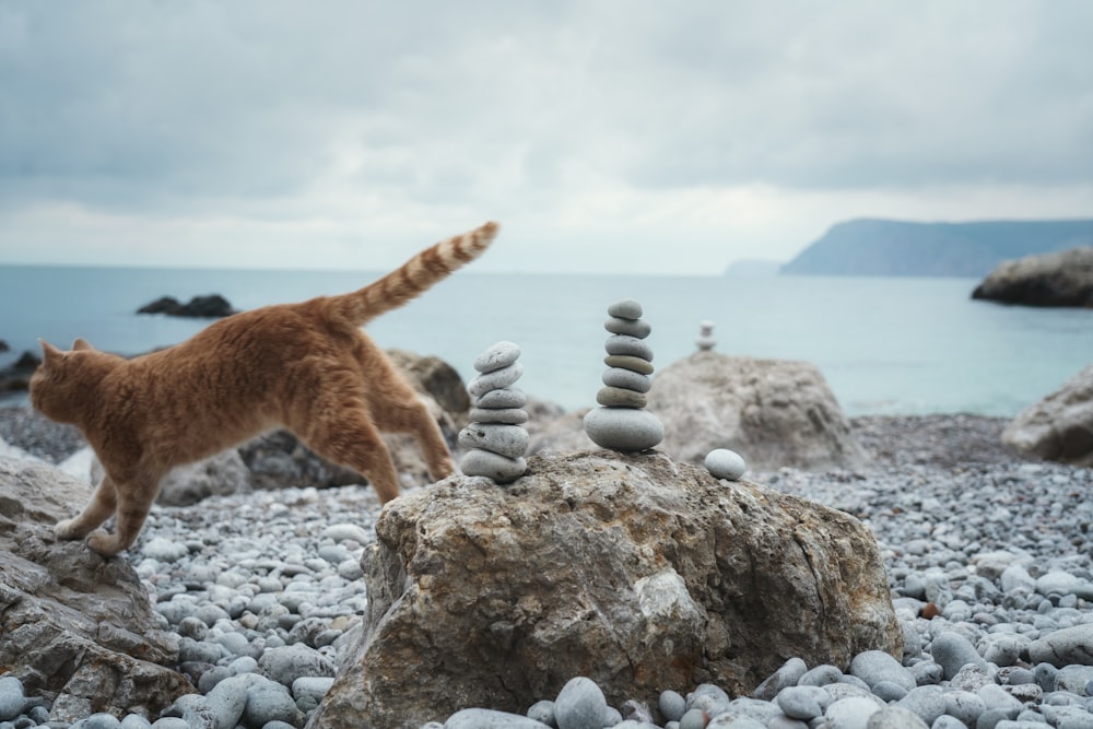 a cat standing on top of a pile of rocks