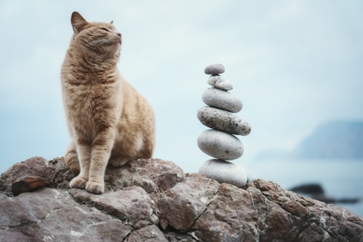 a cat sitting on top of a pile of rocks