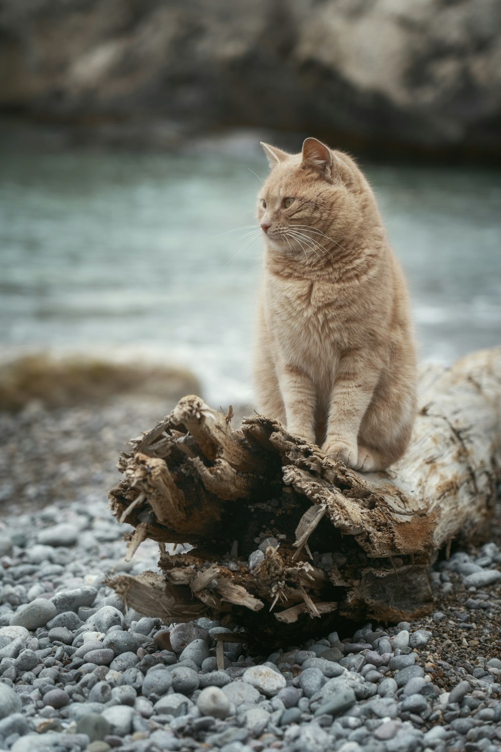 a cat sitting on top of a tree stump