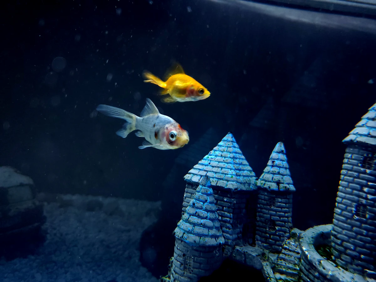 Pez dorado nadando junto a un castillo decorativo