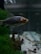 A small fish swims in a clear aquarium, surrounded by green aquatic plants and a gravel substrate. The fish has a dark body with a lighter underside and a prominent orange spot near its head.
