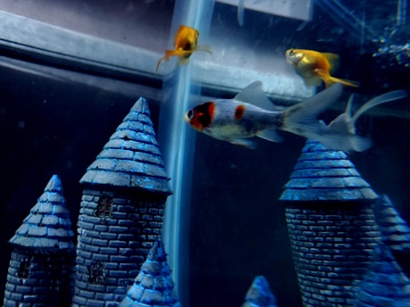 Three fish swim around decorative castle towers inside an aquarium. The structures are designed to look like a stone castle with pointed blue roofs, adding a whimsical and fantasy-like element to the scene.