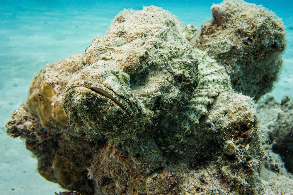 a close up of a sea urchin under water