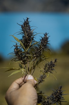 A hand holds a branch of a cannabis plant with dense, dark buds and serrated leaves. The background features a blurred view of a bright blue body of water and greenery.
