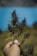 A hand holds a branch of a cannabis plant with dense, dark buds and serrated leaves. The background features a blurred view of a bright blue body of water and greenery.