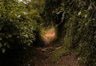 a dirt path in the middle of a forest