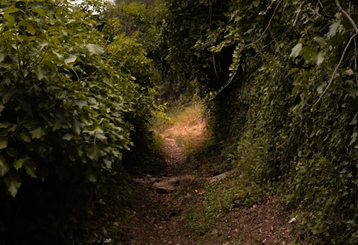 a dirt path in the middle of a forest