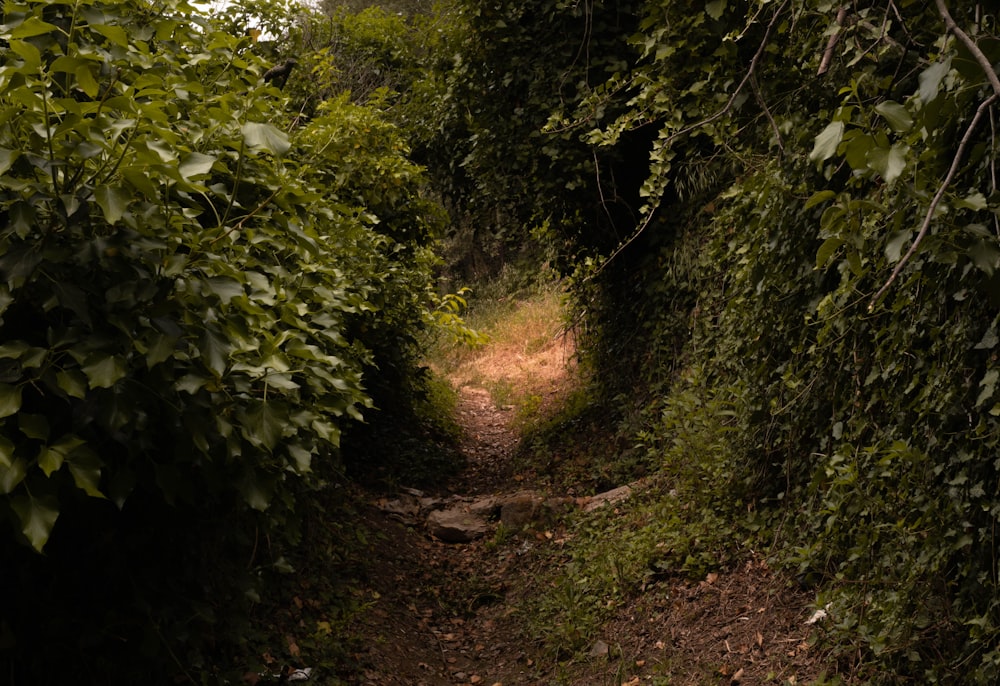 um caminho de terra no meio de uma floresta