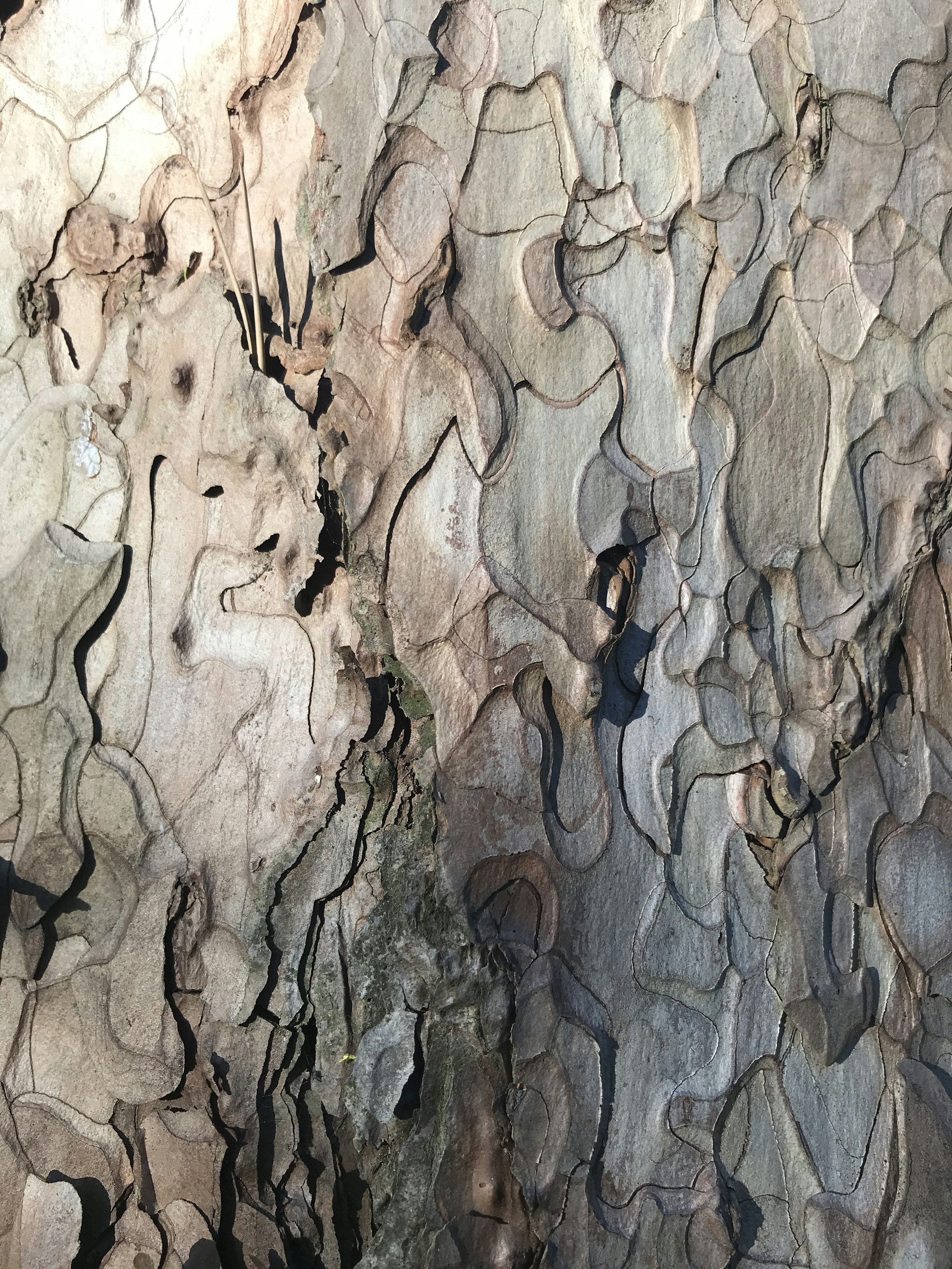 Photo by louwechsler