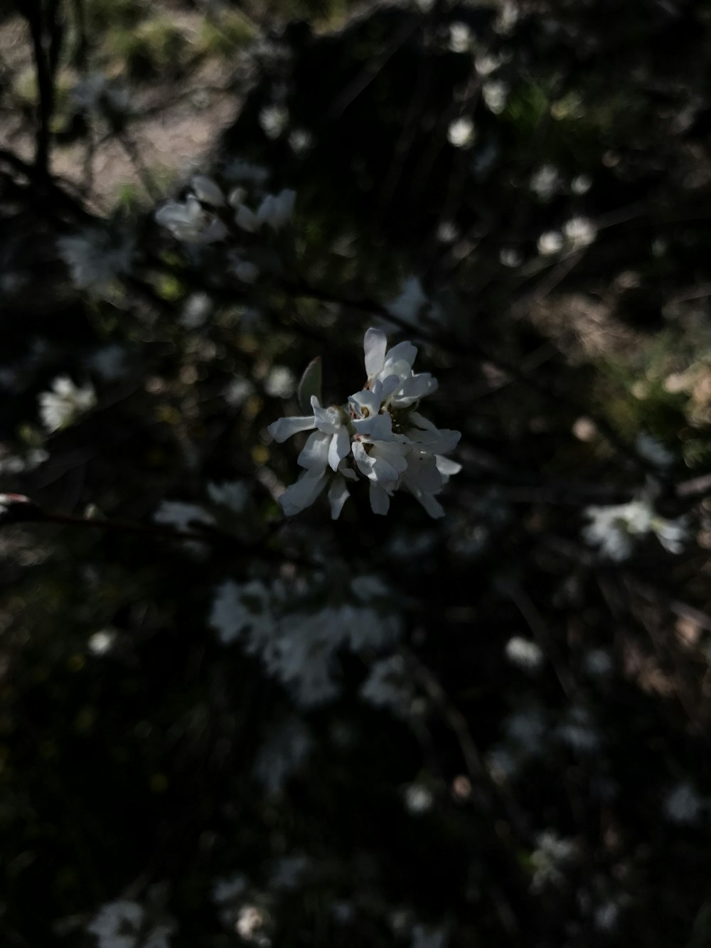 a close up of a small white flower