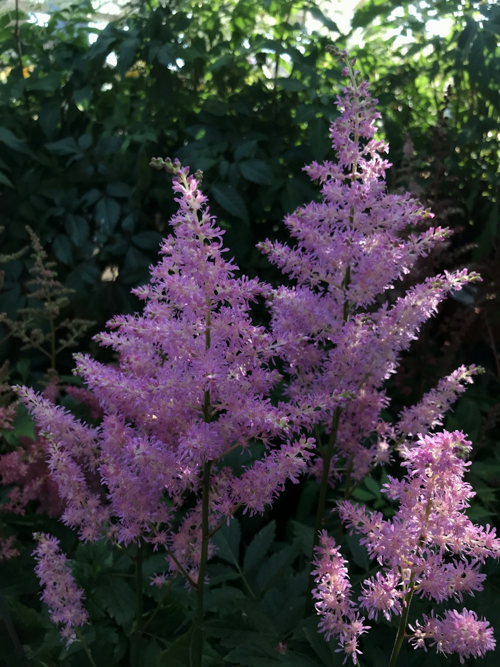 a bunch of purple flowers in a garden