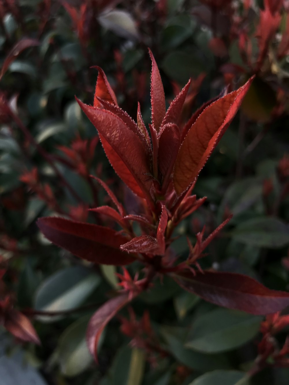 a close up of a plant with red leaves