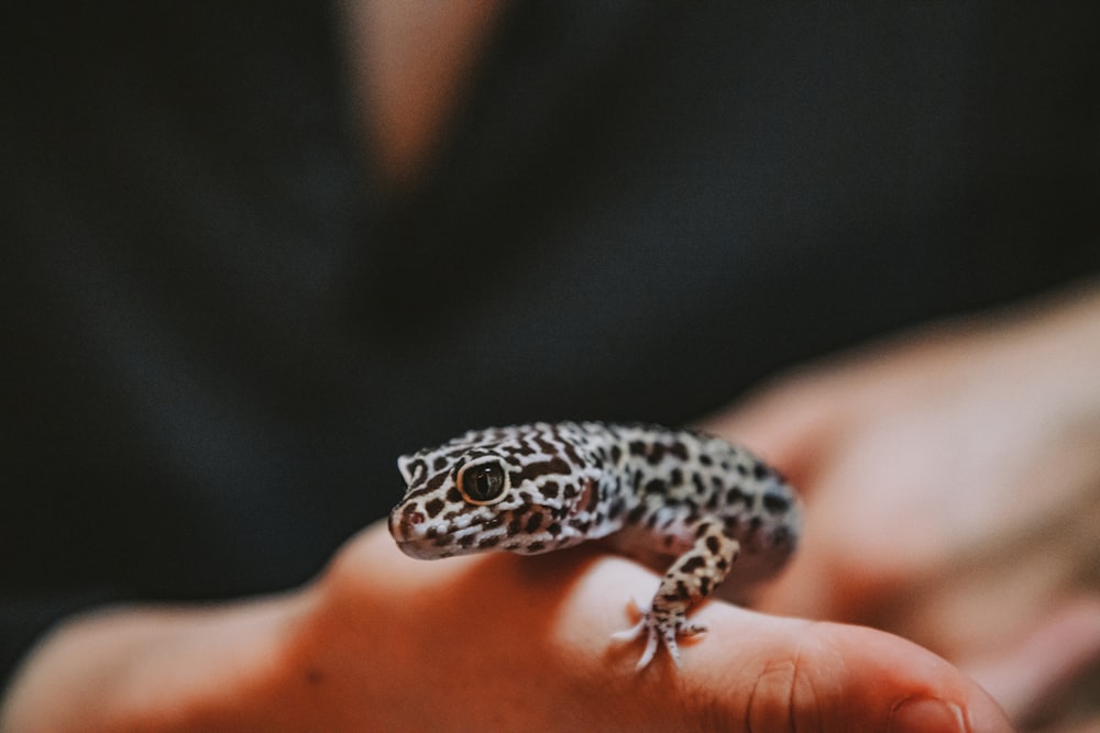 a small gecko sitting on top of a persons hand