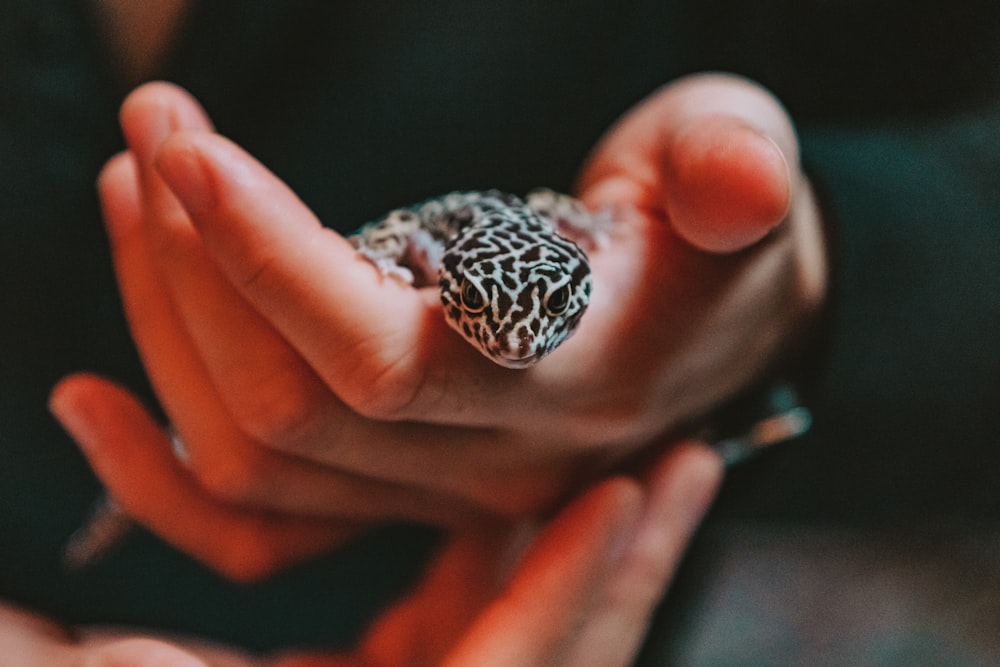 a person holding a small animal in their hands