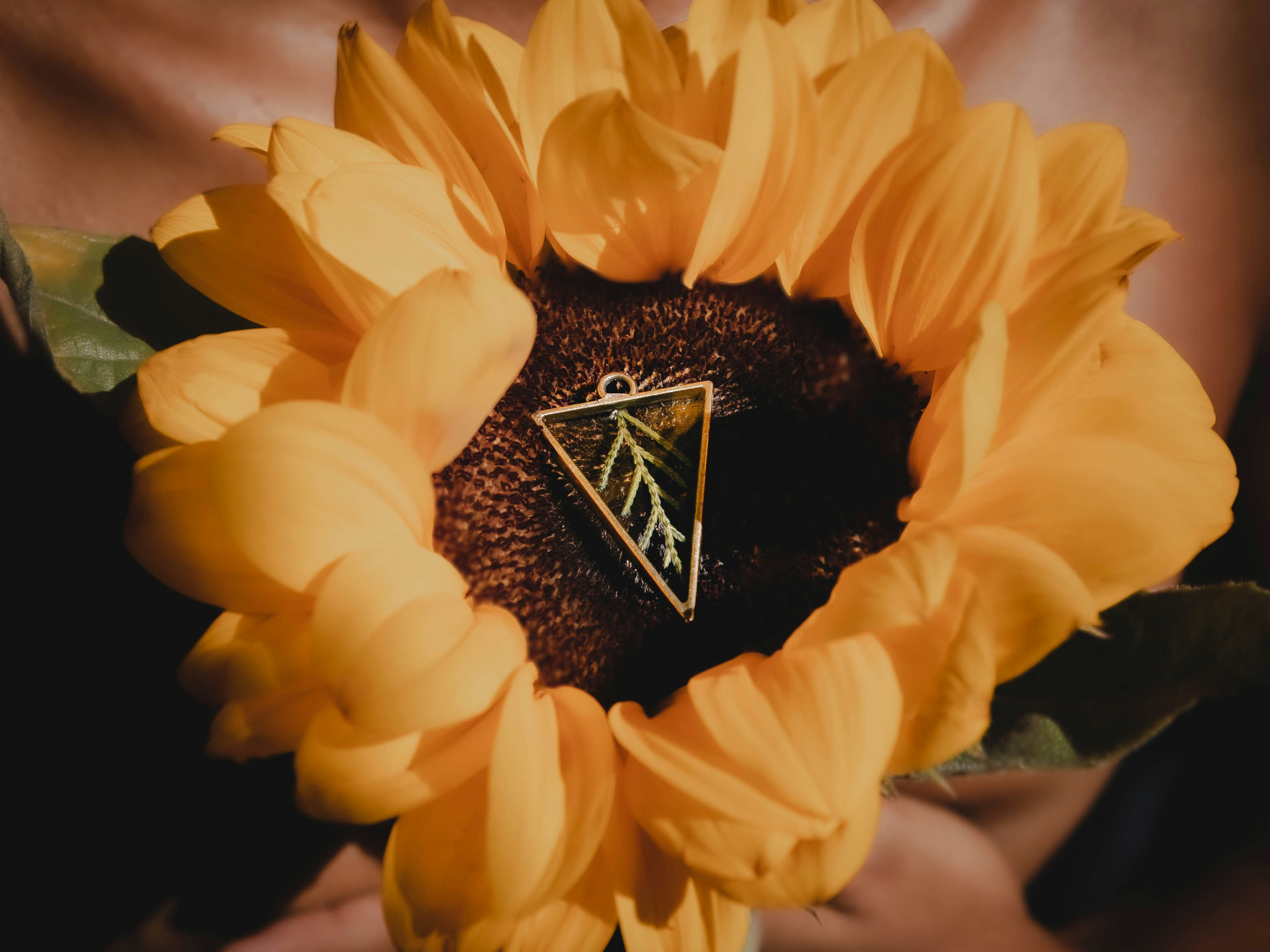 Gros plan d’un tournesol avec une épingle triangulaire