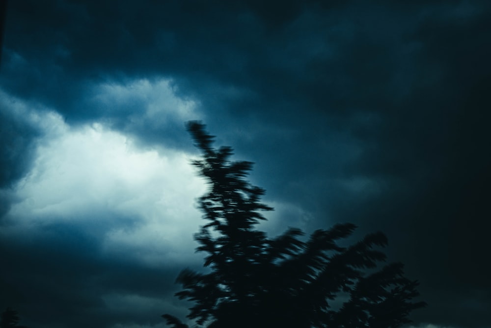 a tree is silhouetted against a dark sky