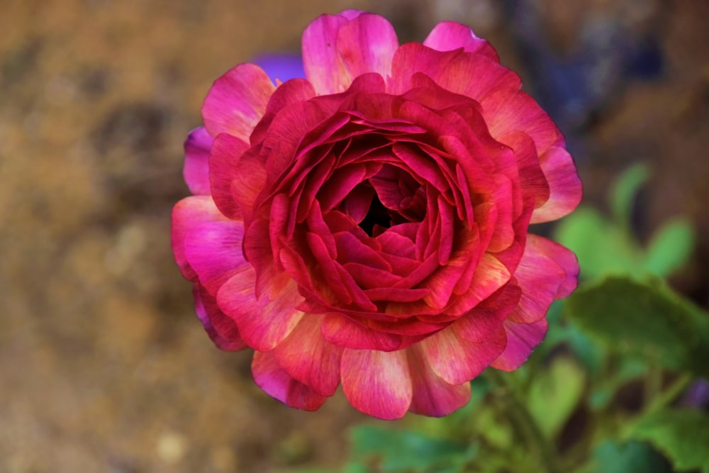 a large red flower with a green stem