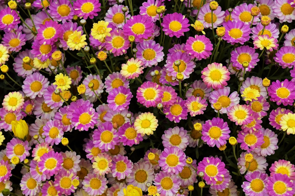 a bunch of purple and yellow flowers with yellow centers